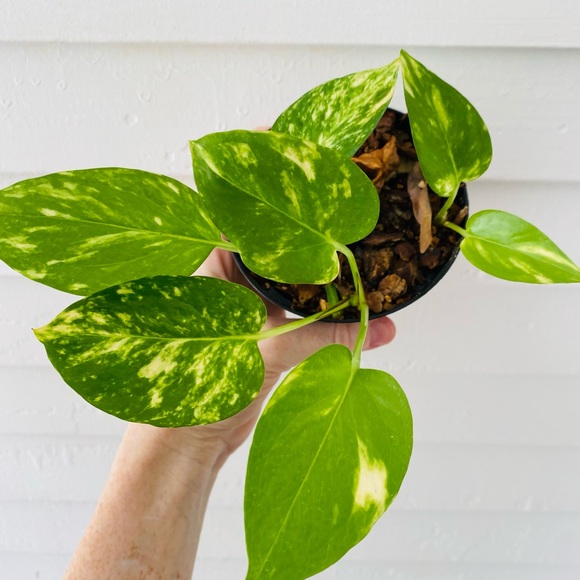 Golden Pothos in Nursery Pot - Picture 3 of 6